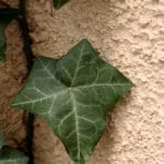 How to Remove Vines From Stucco