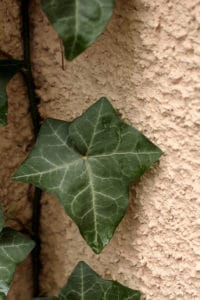 How to Remove Vines From Stucco